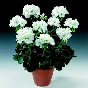 May include: A potted geranium plant with clusters of white flowers and dark green leaves. The plant is in a terracotta-coloured pot. The background is a gradient of black and blue.