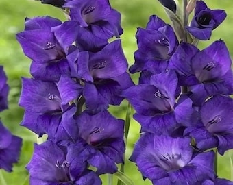 Purple Flora Gladiolus Bulbs Spring Blooming Tall Cut Flower Garden Plant Corms Bundle