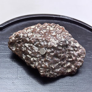Op de afbeelding: Een donkerbruine, onregelmatig gevormde steen met een geput, getextureerd oppervlak met lichtgrijze inkepingen. Een kleine, ronde, zilverkleurige metalen schijf is bevestigd in het midden van het bovenoppervlak van de steen.
