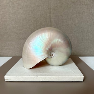Vintage Nautilusmuschel aus Perlmutt, philippinische Muschelskulptur aus den 70er Jahren (15,5 cm)