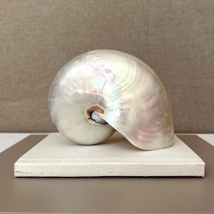 Vintage Mother of Pearl Nautilus Shell, 70s Bali Seashell Sculpture