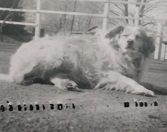 Original Vintage Photograph | Bounce | 1958