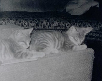 Original Vintage Photograph | Cat Naps | 1959