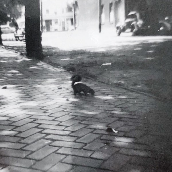 Original Vintage Photograph | Street Squirrel
