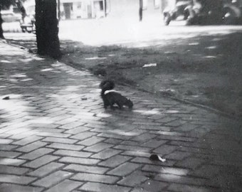 Original Vintage Photograph | Street Squirrel