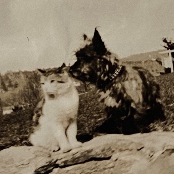 Original Antique Photograph | Cat & Dog are Friends