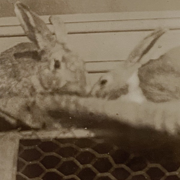 Original Antique Photograph | Rabbit Babies