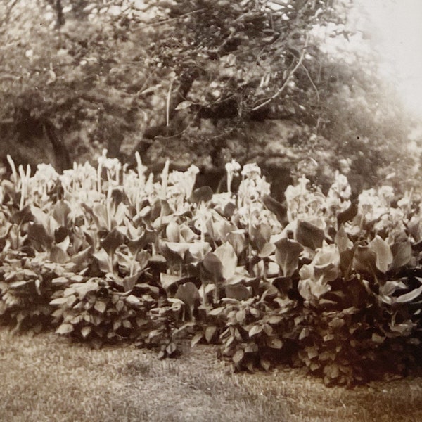 Original Antique Photograph | Among the Daffodils