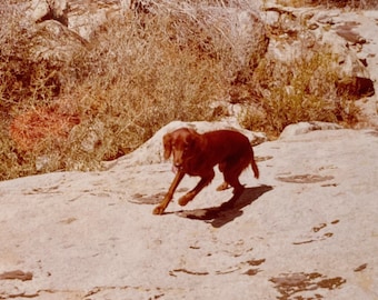 Original Vintage Color Photograph | Canyon Run | 1972