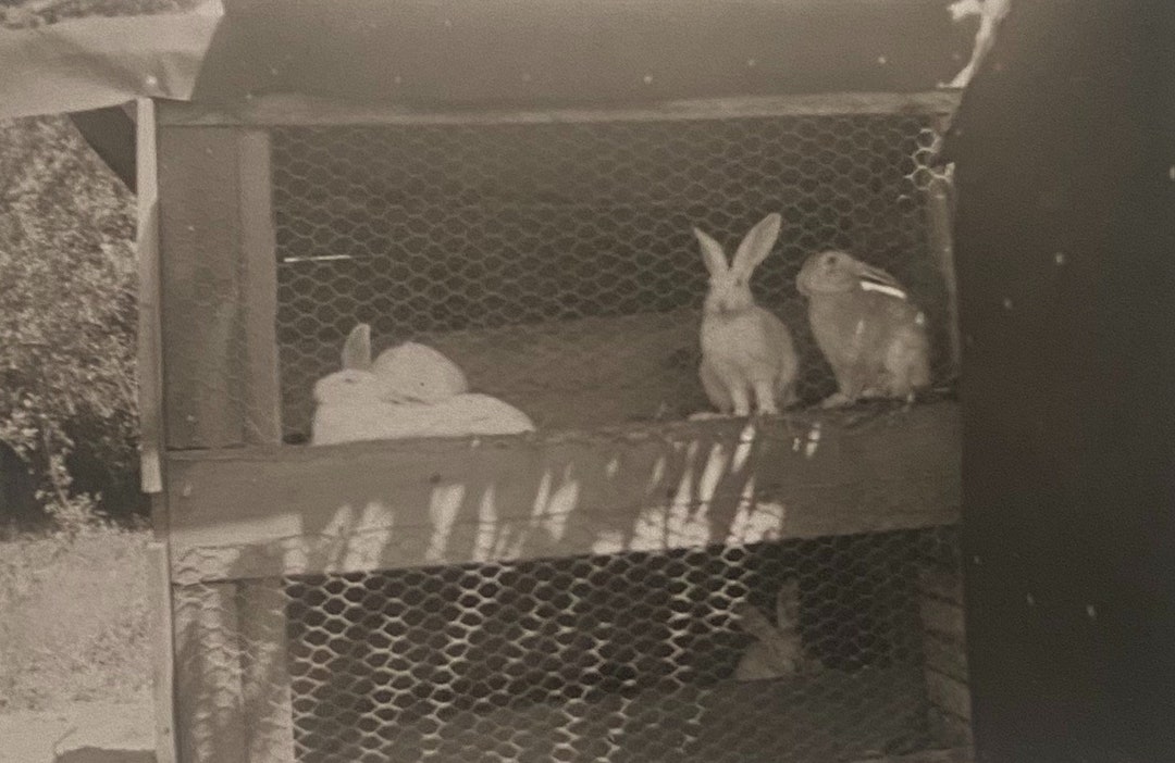 Original Vintage Photograph | Rabbit Rousers - Etsy
