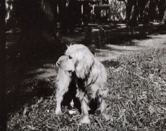 Original Vintage Photograph | Sweet Spaniel