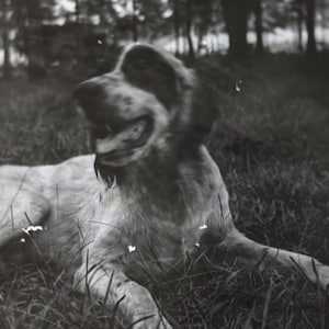 May include: A black and white photograph of a dog lying in the grass. The dog is a large breed with floppy ears and a long snout. The dog is looking off to the side, and its tongue is slightly sticking out.