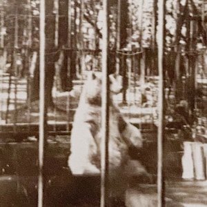 Original Vintage Photograph | Bear Behind Bars image 1