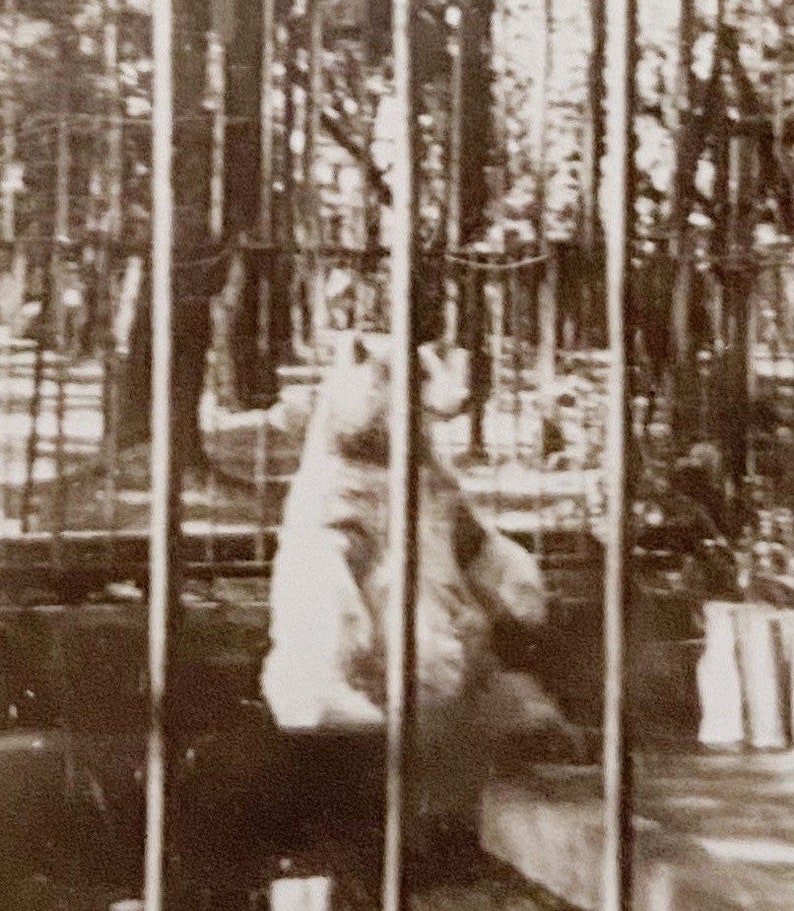 Original Vintage Photograph | Bear Behind Bars image 1