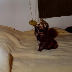 May include: A white ceramic mug with a black handle and the text "But First, Coffee" in a black, bold font. The mug is on a white surface.