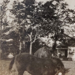 Original Antique Photograph | Star