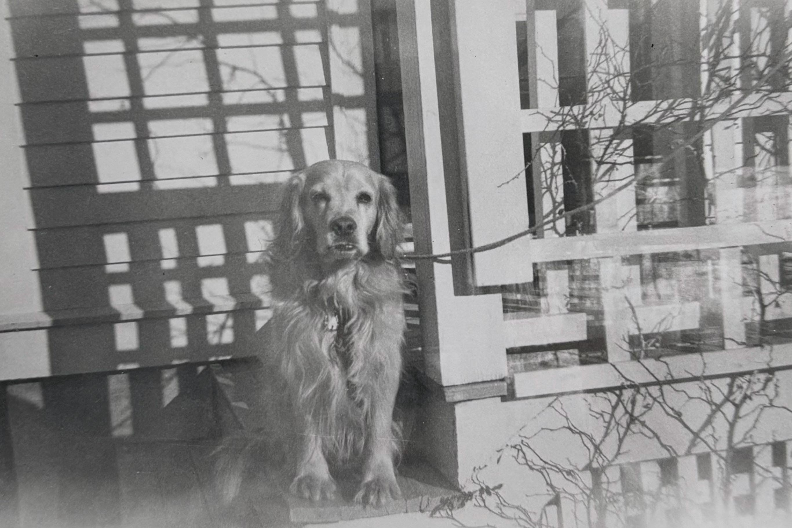 Autres & non classés - Photographie photo vintage snapshot chien dog pet Autres & non classés - Photographie photo vintage snapshot chien dog pet