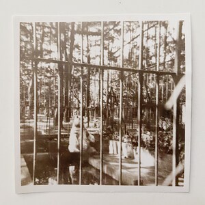 Original Vintage Photograph | Bear Behind Bars image 2