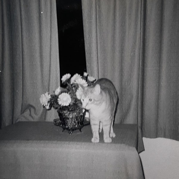 Original Vintage Photograph | Flower Kitty