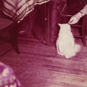 Original Vintage Color Photograph | Christmas Kitty Treat | 1955