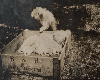 Original Antique Photograph | Shaggy Dog Family
