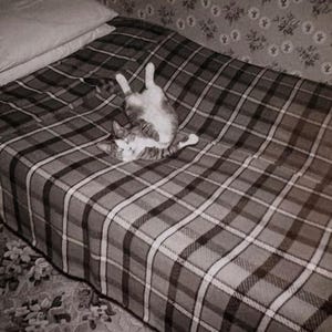 Puede incluir: Un gato atigrado con marcas blancas acostado boca arriba sobre una cama cubierta con una manta de cuadros marrones, blancos y negros. El gato tiene las patas delanteras levantadas en el aire mientras descansa sobre la superficie de tela.
