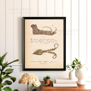May include: A framed vintage-style print on cream paper featuring two illustrations. The top image shows a brown wild boar jawbone with a tusk. The bottom image depicts a pair of ornate metal snuffers. Handwritten text accompanies both items.