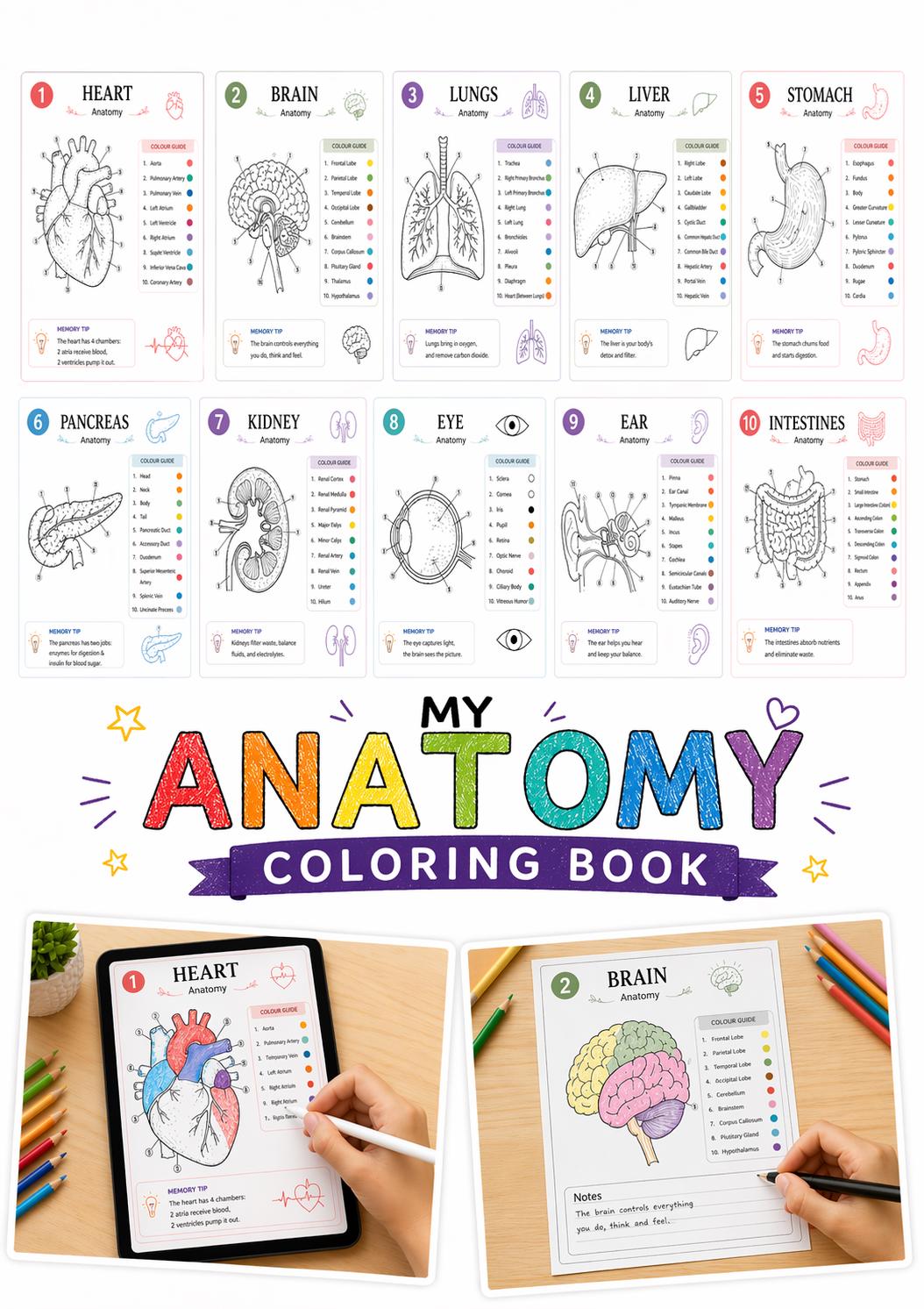 Organ Anatomy Coloring Book | Nursing & Medical Study Notes Printable ...