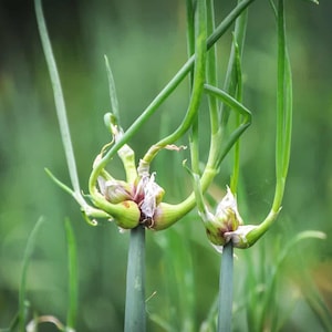 Walking Egyptian onions, tree onions, garlic organic heirloom bulbils