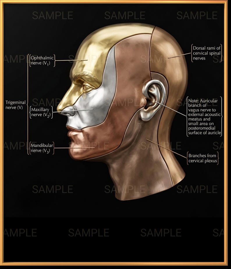 Trigeminal Nerve Distribution Anatomy Poster | Metal Relief Style ...