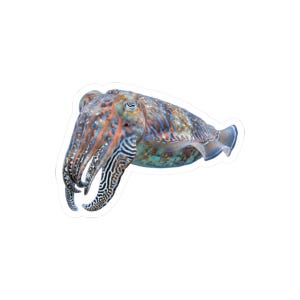 Cuttlefish Sticker - Colour Changing Cuttlefish Kiss-Cut Sticker, Marine Biology Gift image 10