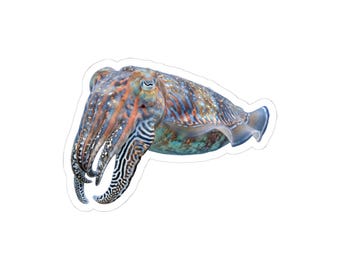 May include: A sticker featuring a cuttlefish with a complex pattern of blue, orange, and brown stripes and spots. The marine creature is shown in profile with its tentacles curled downward and a visible eye, outlined by a thin white border.