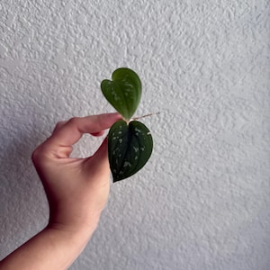 May include: A close-up of a plant cutting with two heart-shaped leaves. The leaves are dark green with white speckles. The plant is held against a white textured wall.