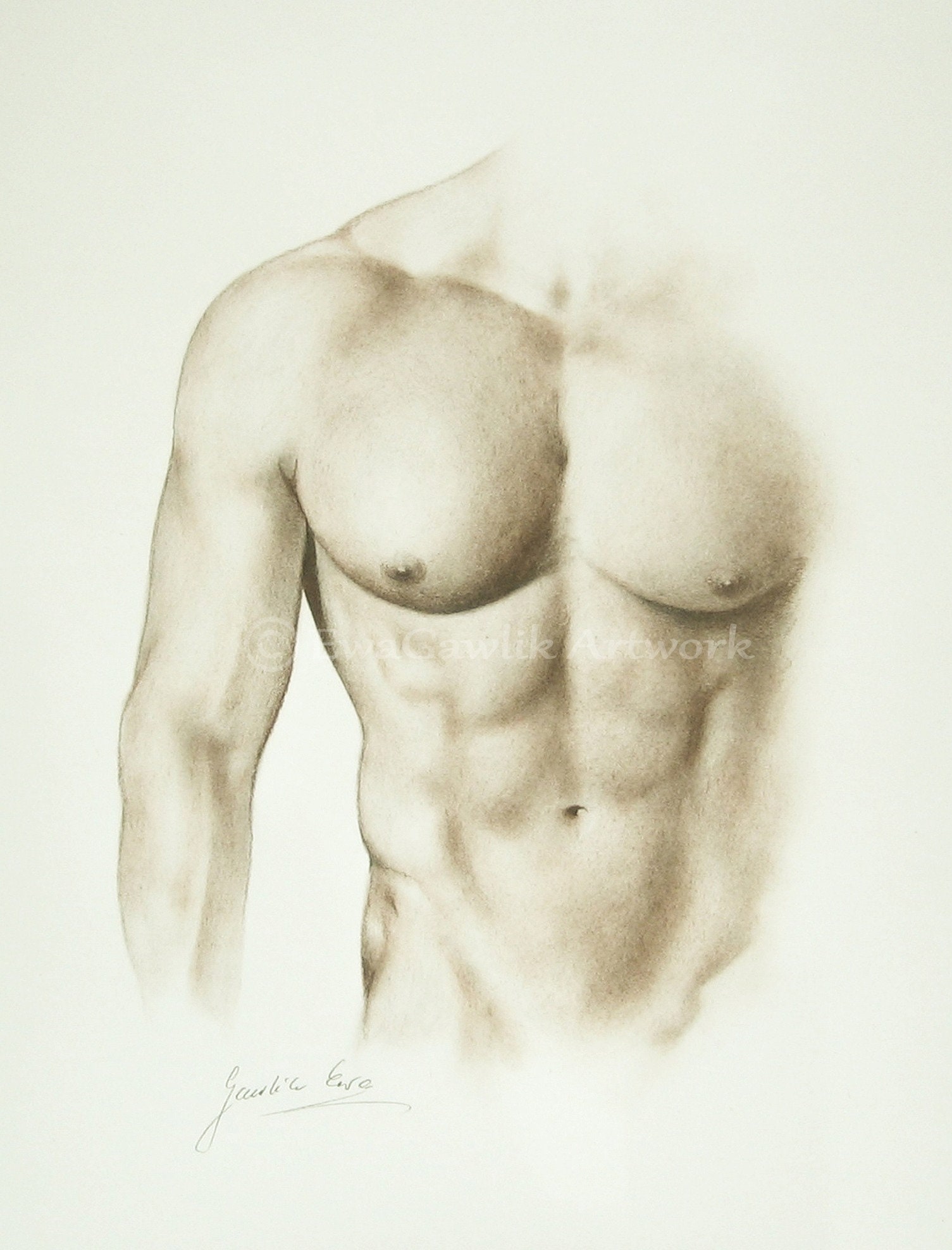 Male Nude Sketch Male Torso Order Male Drawing Replica of