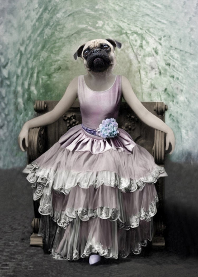 pug dressed up
