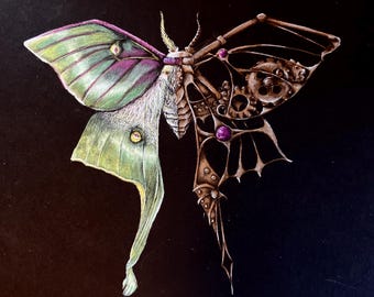 Luna moth beauty in design colored pencil art print