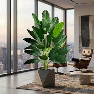 dracaena dracaena sp 4