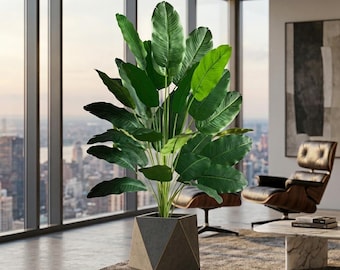 Árbol Ave del Paraíso – Planta alta decorativa de interior – Un toque tropical moderno para el hogar