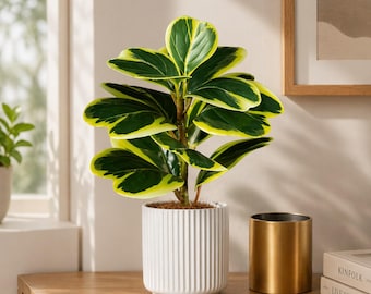 Luxury Artificial Indoor Plant, Variegated Ficus Faux Plant, Modern Minimal Home Decor, Tabletop Decoration