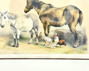 Litografía de Thomas Sidney Cooper de 1839, Ackermann. Lámina artística antigua de caballos.