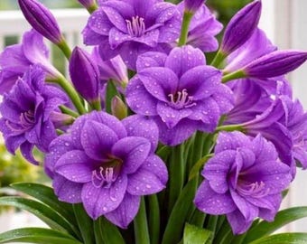 Bulbos de crocus preenfriados para cultivo en interiores, ideales para floración invernal. Set de regalo con 10 bulbos.