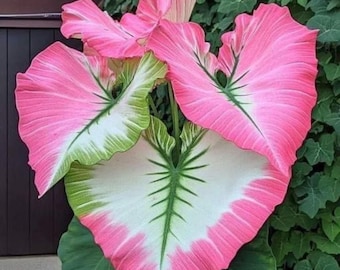 Pink Ladies Caladium Blumenzwiebeln - schnell wachsende Zimmerpflanze