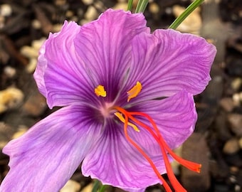 Cormos de Crocus Sativus – Grandes flores de azafrán púrpura para plantar