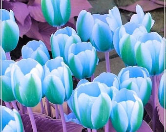 Green White Tulip Bulbs 10 – Rare Rembrandt Garden Flowers