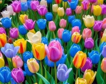 Bulbos de tulipanes arcoíris mixtos: grandes flores multicolores de primavera para jardín (10 bulbos)