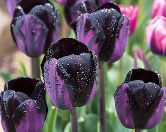 Bulbos de tulipán Reina de la Noche (5 unidades) – Flores de interior preenfriadas para forzar su floración.
