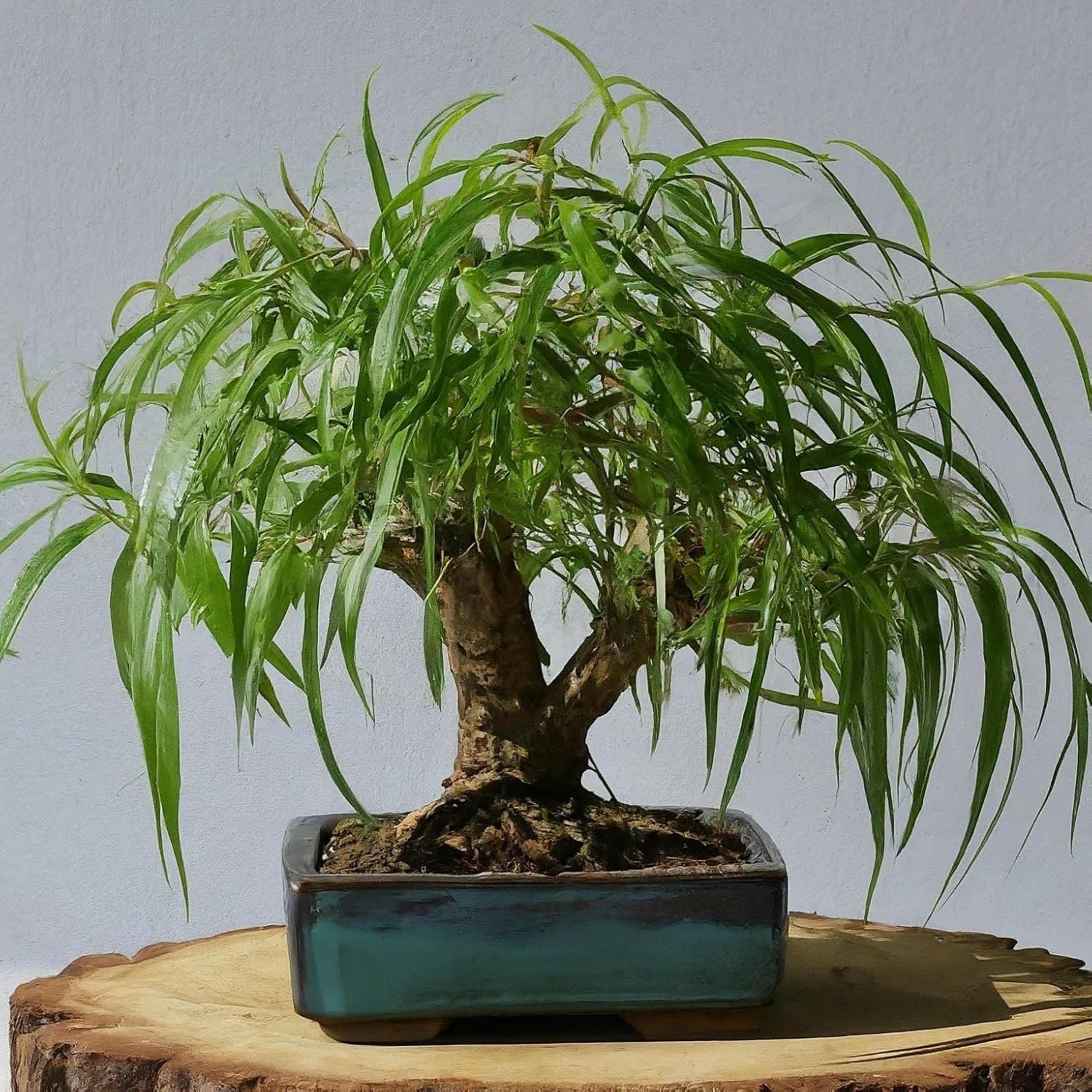 bambus holzbretter KLIPPENZIEGE Bambus Holzbrett  Klippenziege GmbH