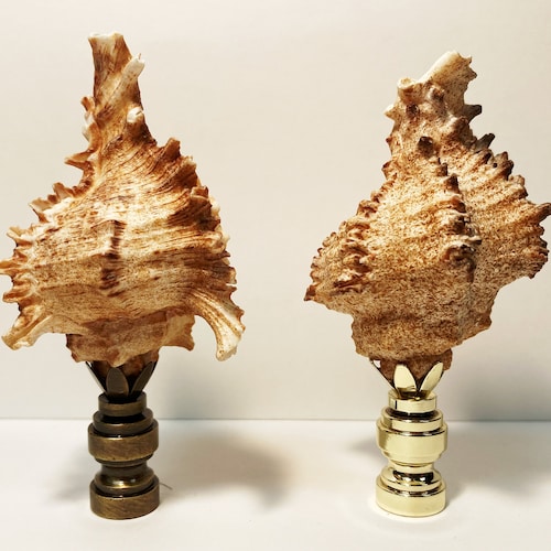Lamp Finial-SEA SNAIL SHELL W/ Polished or Antique Brass Base 1-PC. 