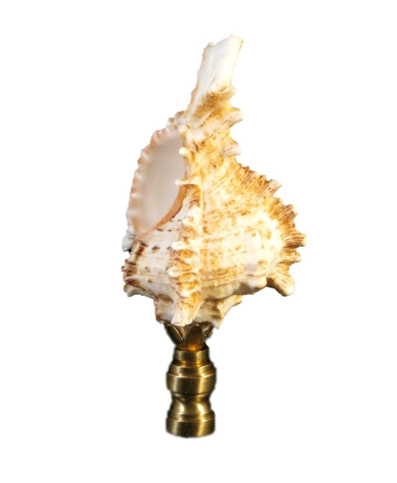 Lamp FinialSEA SNAIL SHELL W/Polished or Antique Brass Base Etsy