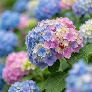 May include: Close-up of a hydrangea flower with a mix of blue, pink, and white petals. A small ladybug rests on the flower. Other hydrangea blooms in shades of blue and pink are in the background, with green leaves.